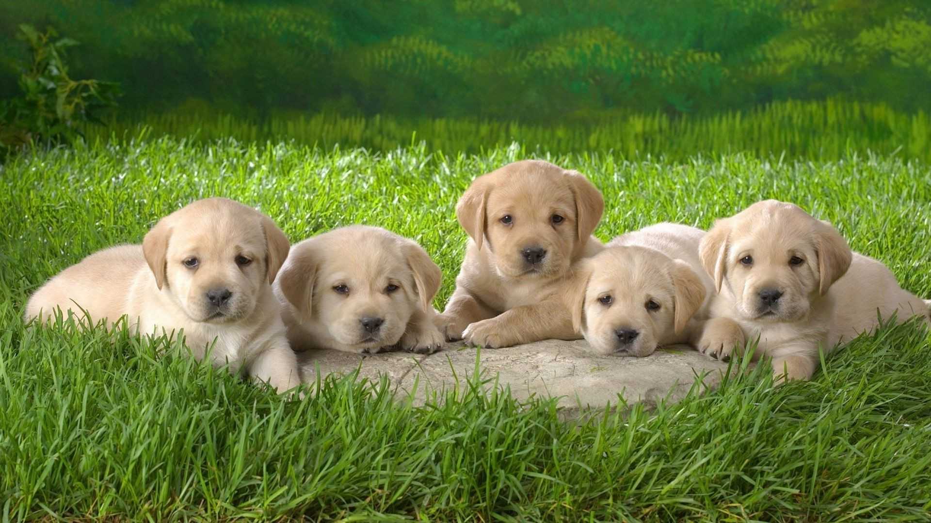 Puppies Desktop Wallpaper 1
