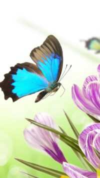 Butterfly Wallpaper 8