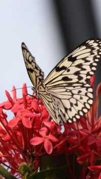Butterfly Wallpaper 5