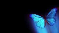 Butterfly Wallpaper 4