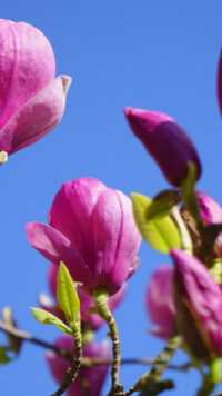 Magnolia Wallpaper 8