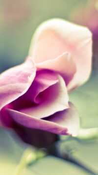 Magnolia Wallpaper 6