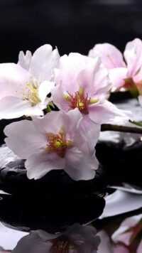 Magnolia Wallpaper 5