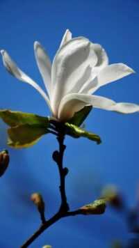 Magnolia Wallpaper 4