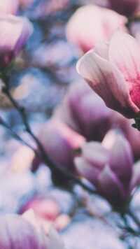 Magnolia Wallpaper 3