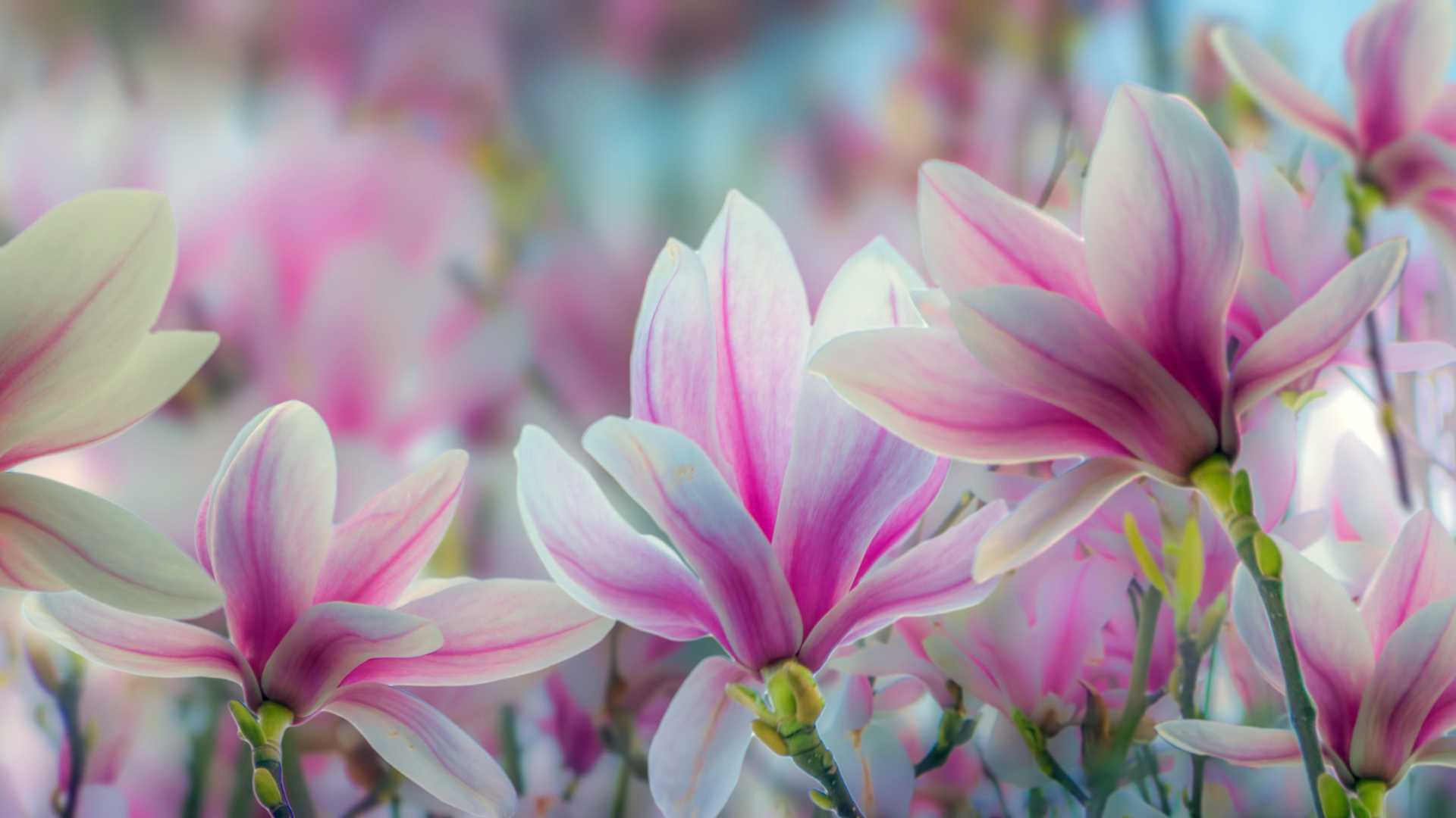 Magnolia Wallpaper 1 Magnolia Wallpaper 1