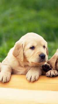 Puppies Wallpaper 10