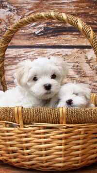 Puppies Wallpaper 5