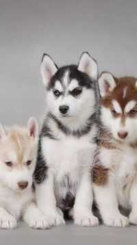 Puppies Wallpaper 3