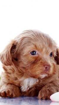 Puppy Wallpaper 7