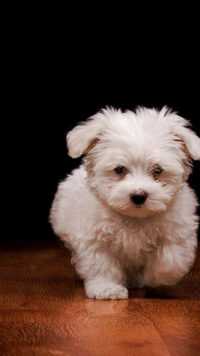 Puppy Wallpaper 4