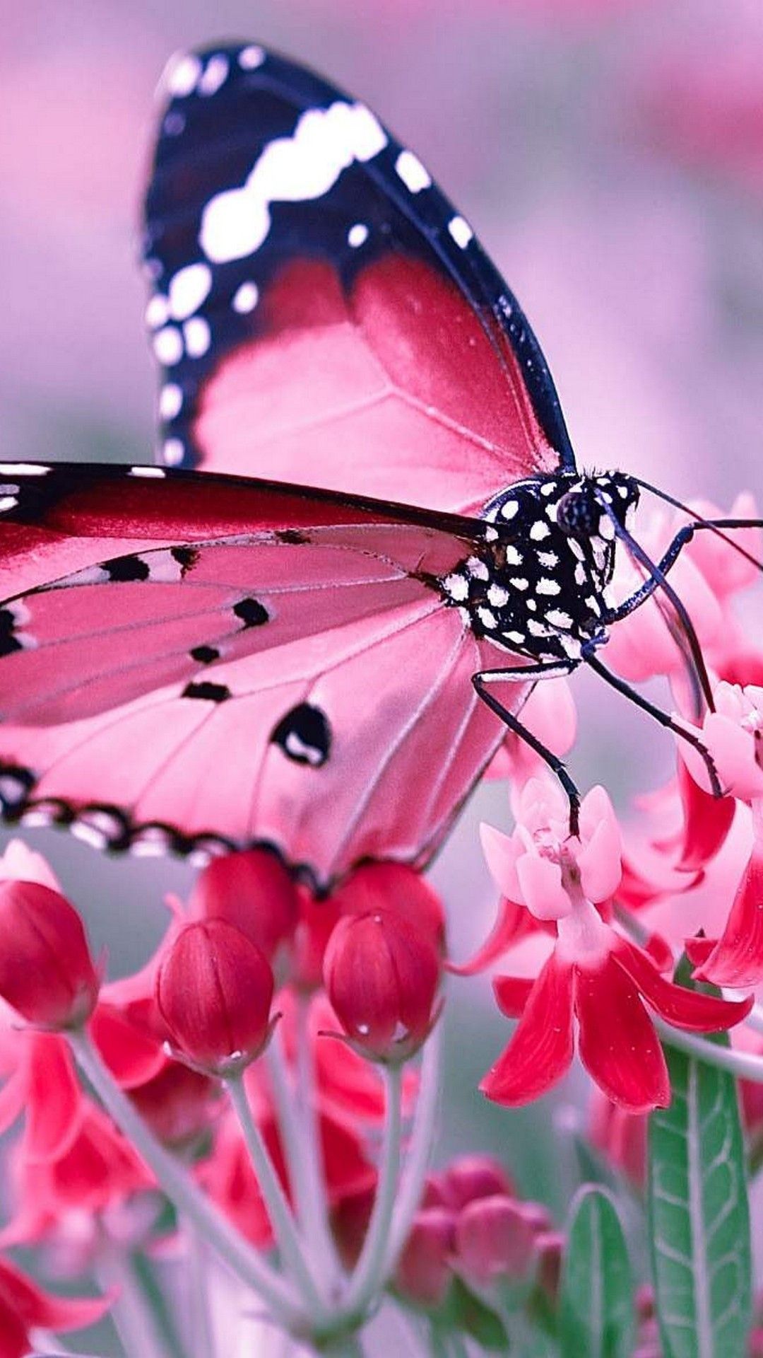 Butterfly Wallpaper 1 Butterfly Wallpaper 1