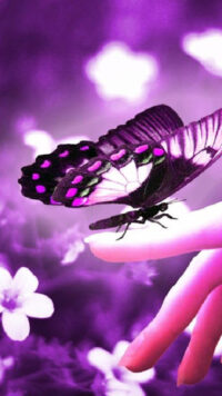 Butterfly Wallpaper 3