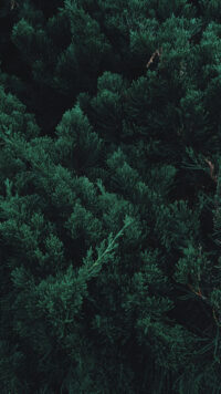 Forest Wallpaper 5