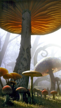 Mushroom Wallpaper 10