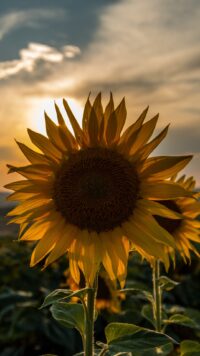 Sunflower Wallpaper 10