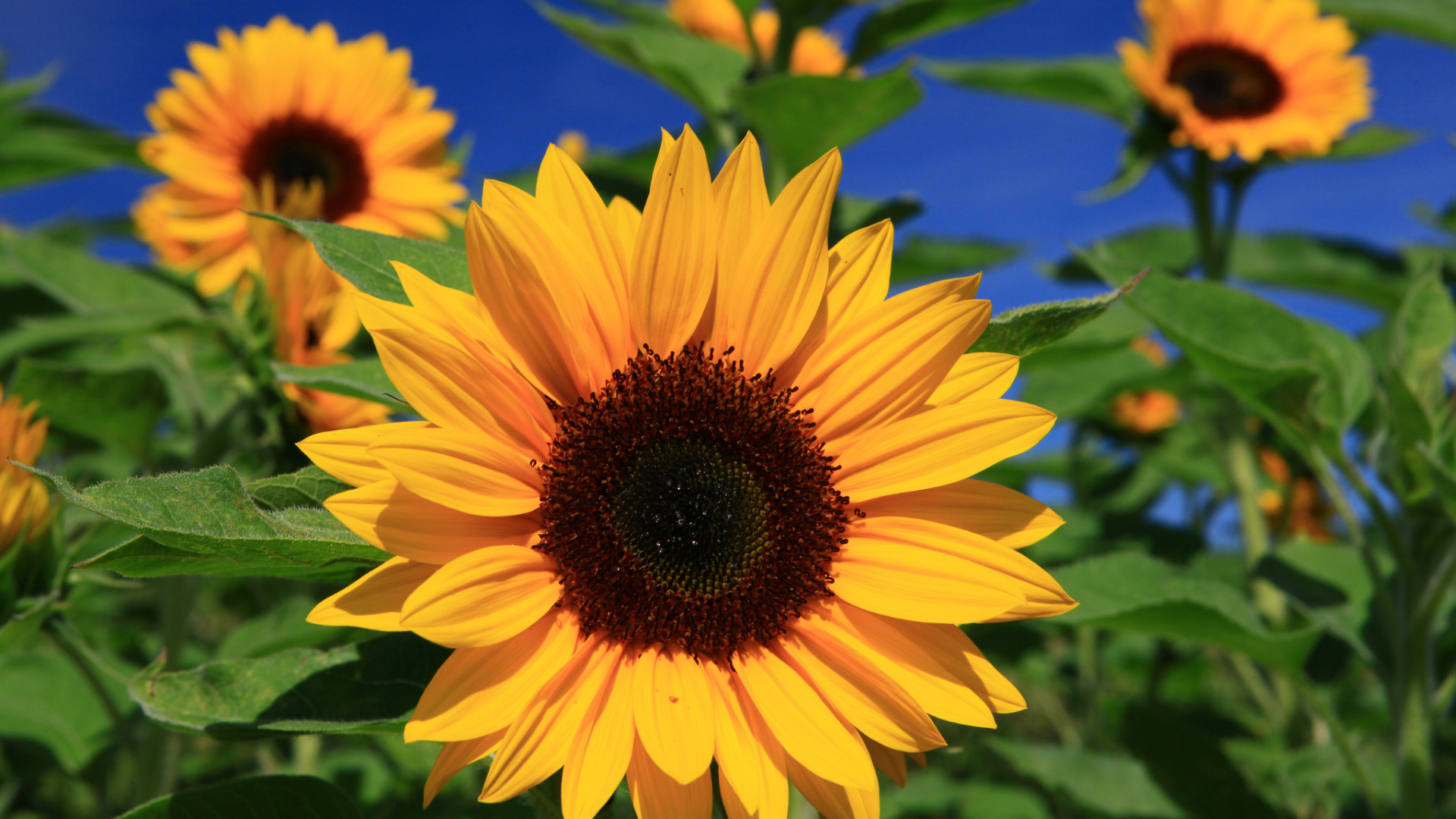 Sunflower Desktop Wallpaper 1