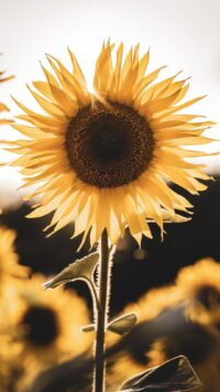 Sunflower Wallpaper 5
