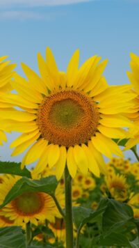 Sunflower Wallpaper 3