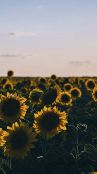 Sunflower Wallpaper 2