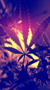 Weed Wallpaper 4