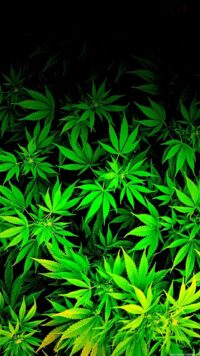 Weed Wallpaper 3