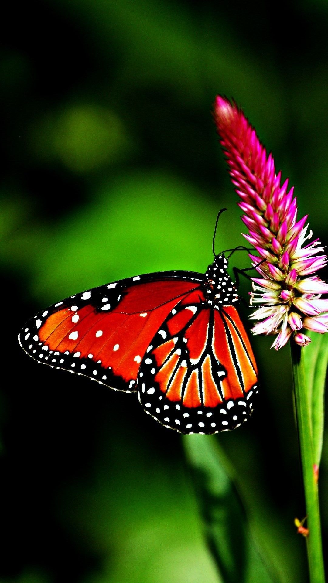 Butterfly Wallpaper 1 Butterfly Wallpaper 1
