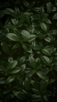 Sage Green Wallpaper 9