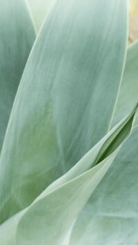 Sage Green Wallpaper 6