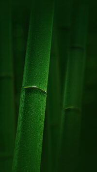 Sage Green Wallpaper 3