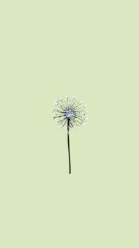 Sage Green Wallpaper 1