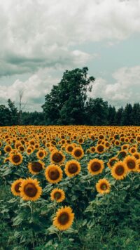 Sunflower Wallpaper 10