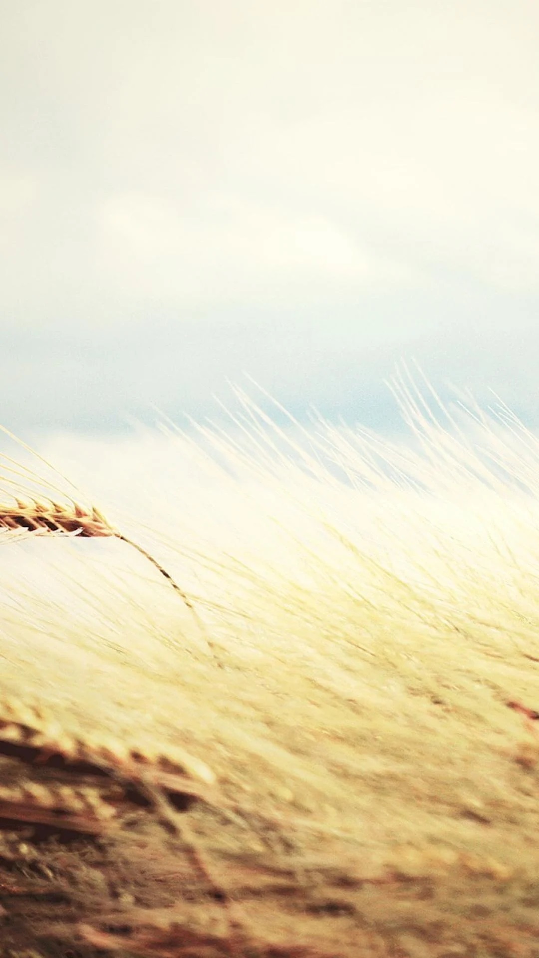 The Yellow Wallpaper 1 The Yellow Wallpaper 1