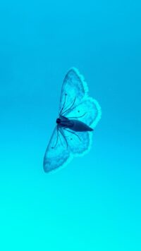 Butterfly Wallpaper 9