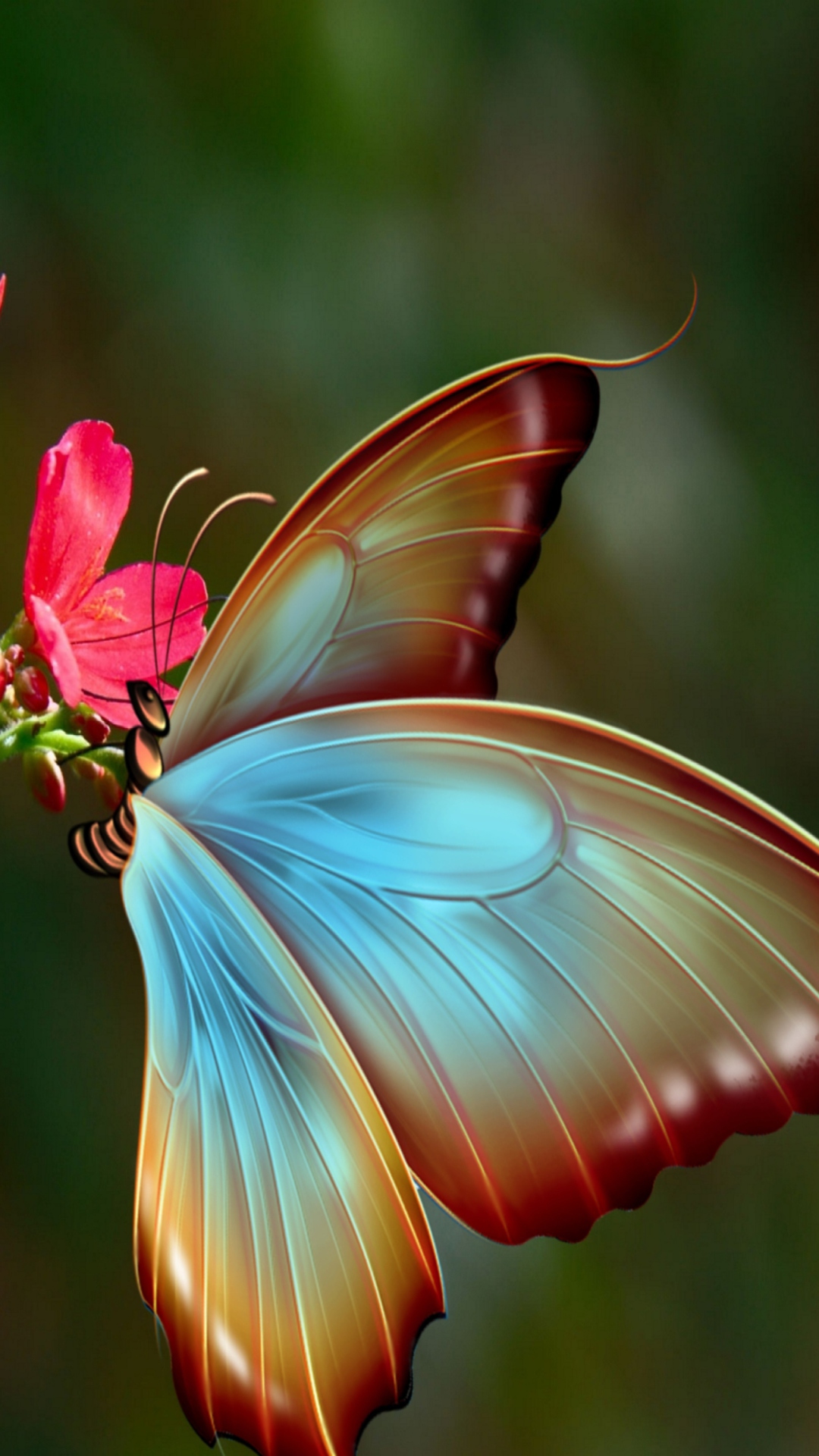 Butterfly Wallpaper 1 Butterfly Wallpaper 1
