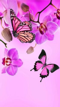 Butterfly Wallpaper 3