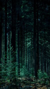 Forest Wallpaper 6