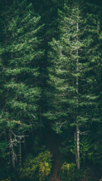 Forest Wallpaper 3