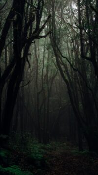 Forest Wallpaper 2