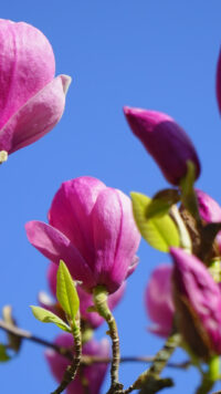 Magnolia Wallpaper 8