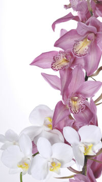 Magnolia Wallpaper 7