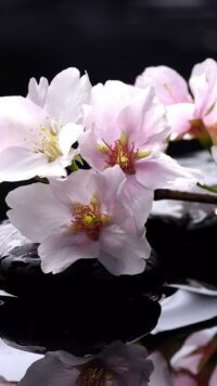 Magnolia Wallpaper 5