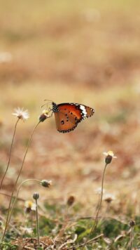 Butterfly Wallpaper 7