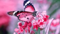 Butterfly Wallpaper 3