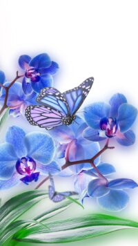 Butterfly Wallpaper 2
