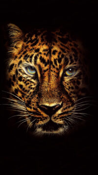 Jaguar Wallpaper 9