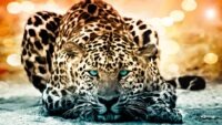 Jaguar Wallpaper 4
