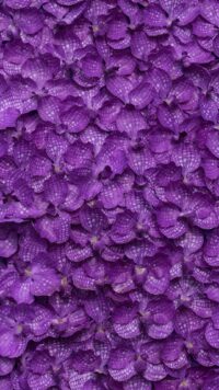Purple Wallpaper 10