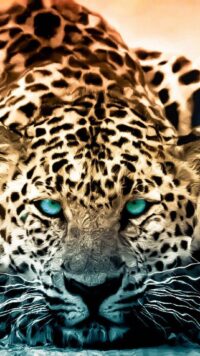 Jaguar Wallpaper 3
