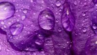 Purple Wallpaper 10